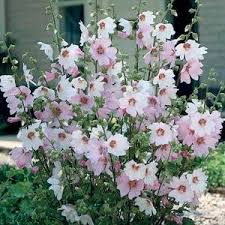 Image result for Lavatera thuringiaca
