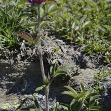 Attēlu rezultāti vaicājumam “Trifolium alpestre”