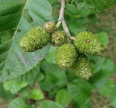 Attēlu rezultāti vaicājumam “Alnus incana fruit”