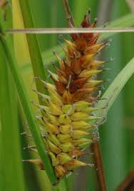 Attēlu rezultāti vaicājumam “Carex vesicaria”