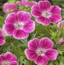 Attēlu rezultāti vaicājumam “Geranium sanguineum flower”