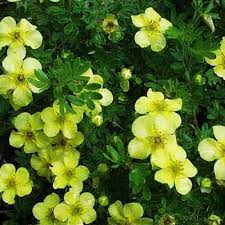 Attēlu rezultāti vaicājumam “Pentaphylloides fruticosa leaf”