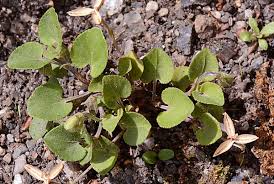 Attēlu rezultāti vaicājumam “Viola rupestris bud”