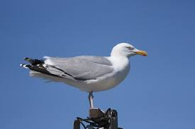 Attēlu rezultāti vaicājumam “Larus argentatus adult”
