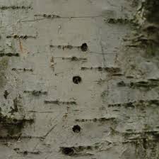 Attēlu rezultāti vaicājumam “Scolytus ratzeburgi”