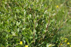 Attēlu rezultāti vaicājumam “Salix myrsinifolia”