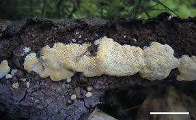 Attēlu rezultāti vaicājumam “Antrodiella semisupina”