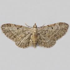 Attēlu rezultāti vaicājumam “Eupithecia tenuiata”