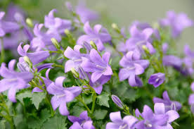 Image result for Glockenblumen