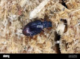 Attēlu rezultāti vaicājumam “Latridiidae”