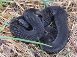 Attēlu rezultāti vaicājumam “Vipera berus”