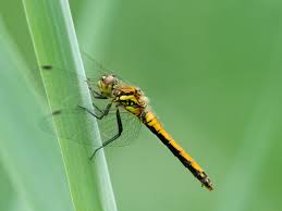 Attēlu rezultāti vaicājumam “Sympetrum danae”
