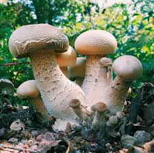 Image result for macrocybe titans