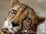 Cheetah, Cheetah wallpaper, Cheetah picture, Cheetah photo ...