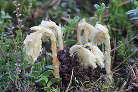Attēlu rezultāti vaicājumam “Monotropa hypopitys flower”
