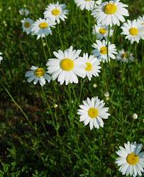 Attēlu rezultāti vaicājumam “Leucanthemum vulgare”