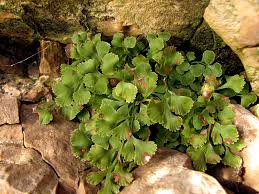 Attēlu rezultāti vaicājumam “Milesina murariae”