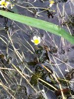 Attēlu rezultāti vaicājumam “Batrachium circinatum flower”