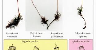 Attēlu rezultāti vaicājumam “Polytrichastrum pallidisetum”