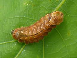 Attēlu rezultāti vaicājumam “Favonius quercus”