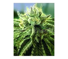 Resultado de imagen para la marihuana channel