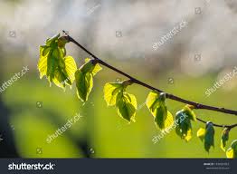 Attēlu rezultāti vaicājumam “Tilia cordata bud”