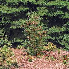 Attēlu rezultāti vaicājumam “Enkianthus campanulatus”