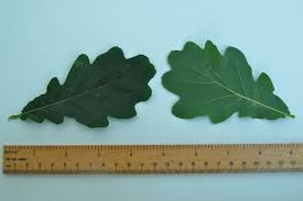 Attēlu rezultāti vaicājumam “Quercus robur”