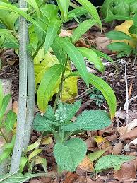 Attēlu rezultāti vaicājumam “Galega orientalis bud”