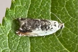 Attēlu rezultāti vaicājumam “Ancylis laetana”