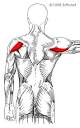 Posterior Deltoid