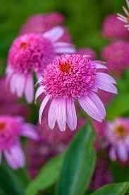 Attēlu rezultāti vaicājumam “Echinacea purpurea flower”