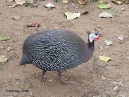 Attēlu rezultāti vaicājumam “Numida meleagris”