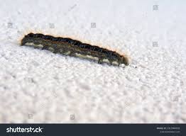 Attēlu rezultāti vaicājumam “Malacosoma castrensis male”