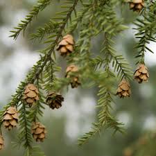 Attēlu rezultāti vaicājumam “Tsuga canadensis”