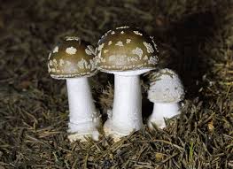 Attēlu rezultāti vaicājumam “Amanita excelsa”