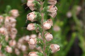 Attēlu rezultāti vaicājumam “Calluna vulgaris bud”