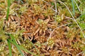 Attēlu rezultāti vaicājumam “Sphagnum papillosum”