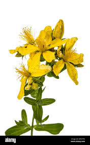 Attēlu rezultāti vaicājumam “Hypericum perforatum flower”