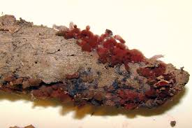 Attēlu rezultāti vaicājumam “Arcyria denudata”