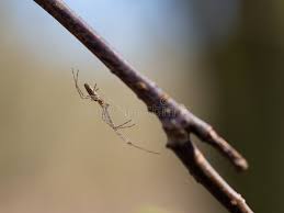 Attēlu rezultāti vaicājumam “Tetragnatha montana”