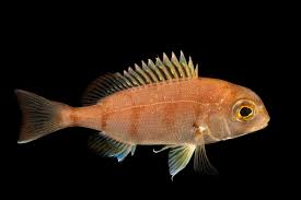 Image result for Pagrus pagrus