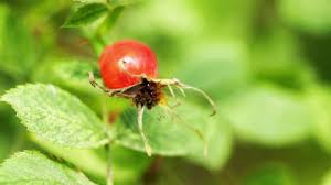 Attēlu rezultāti vaicājumam “Rosa majalis fruit”