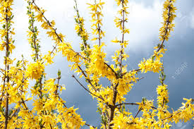 Attēlu rezultāti vaicājumam “Forsythia suspensa flower”