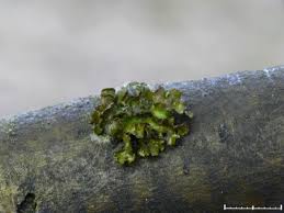 Attēlu rezultāti vaicājumam “Cetraria sepincola”