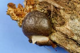 Attēlu rezultāti vaicājumam “Didymium spongiosum plasmodium”