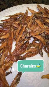 Attēlu rezultāti vaicājumam “Charales”