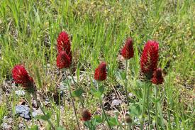 Image result for Trifolium incarnatum