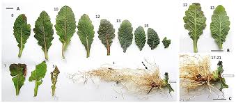 Attēlu rezultāti vaicājumam “Verbascum blattaria leaf”