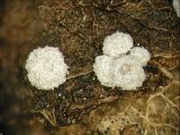 Attēlu rezultāti vaicājumam “Physarum cinereum spores”